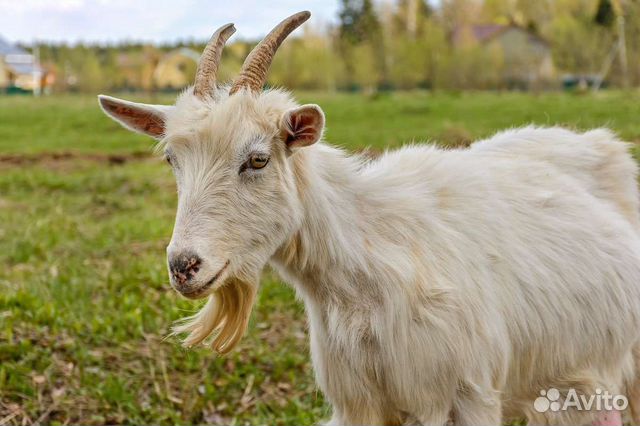 Продукты питания