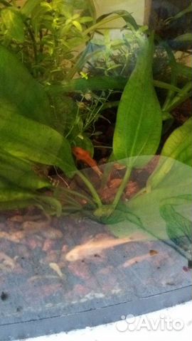 Анцитрусы, гуппи