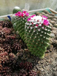 Кактусы и суккуленты