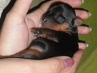 Очаровательные щеночки породы Йоркширский терьер объявление продам