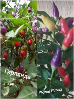 Декоративный острый перец
