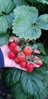 Рассада клубники Микс Ламбада Альба Капри Купчиха