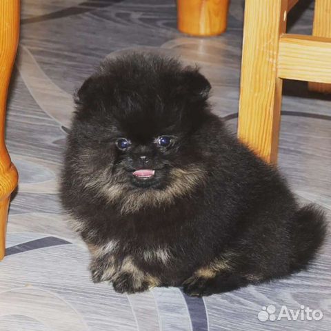 Девочка mini померанец черно- подпалый