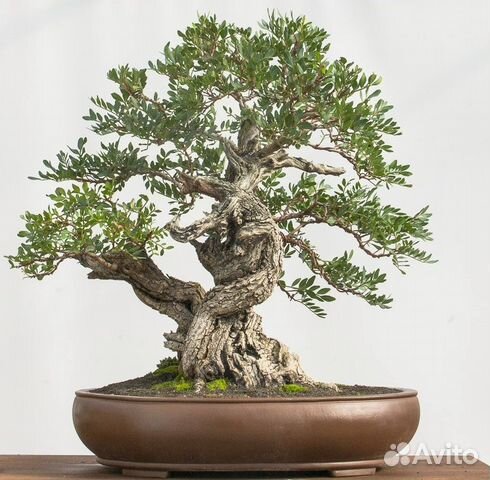 Семена Бонсай