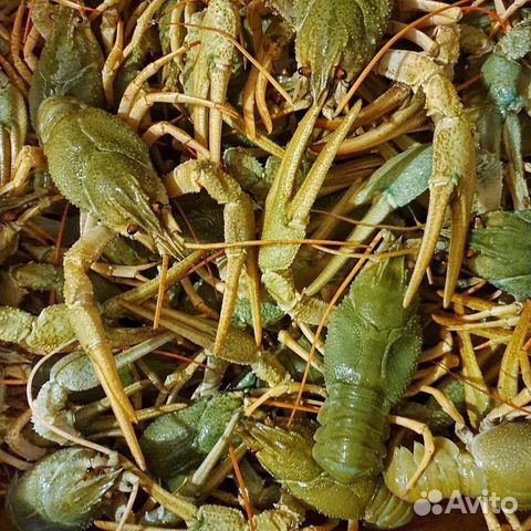 Живые и Вареные раки