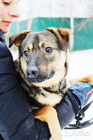 Собака в добрые руки. Ярик ищет семью