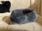 Декоративные кролики вислоухий баран объявление продам