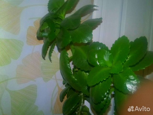 Комнатные цветы каланхоэ