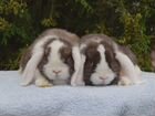 Карликовые вислоухие крольчата NHD объявление продам