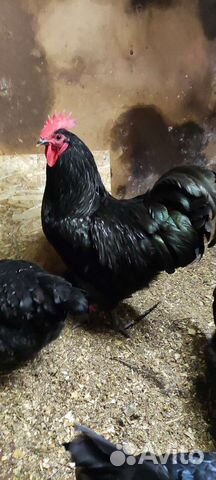 Инкубационное яйцо цыплята