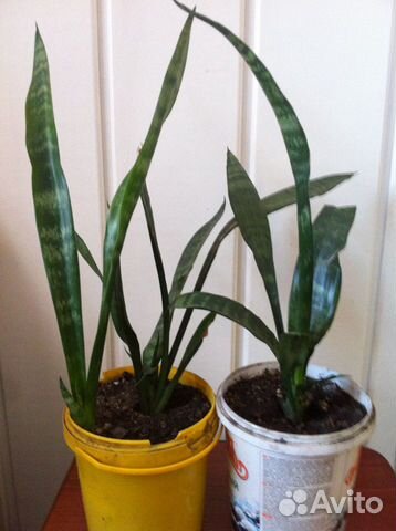 Сансевиерия цветок (щучий хвост)