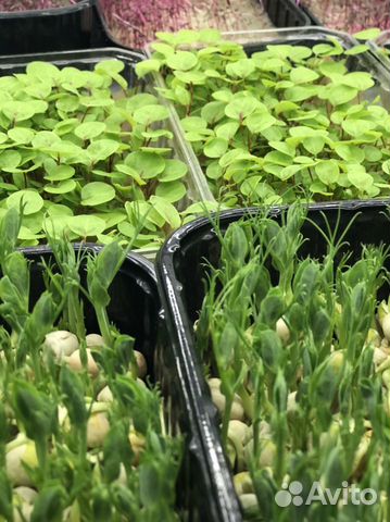 Микро-зелень и пшеница