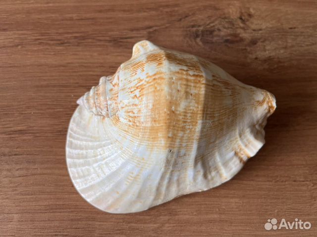 Морские ракушки раковины