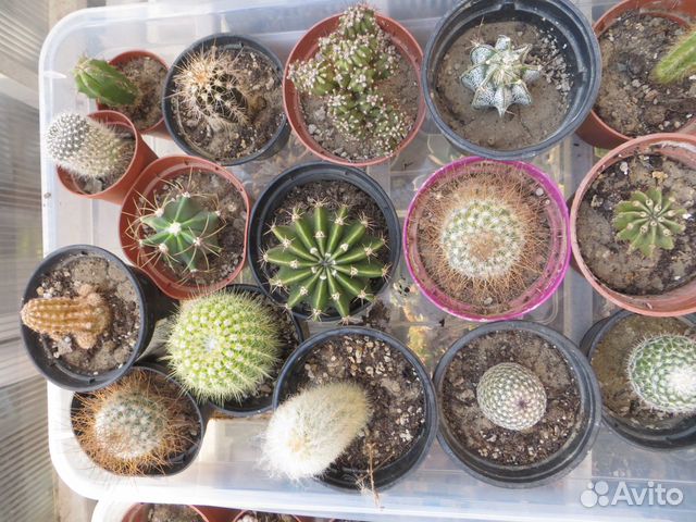 Суккуленты, кактусы и другие комнатные цветы