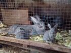 Кролики, крольчата 2 мес с доставкой
