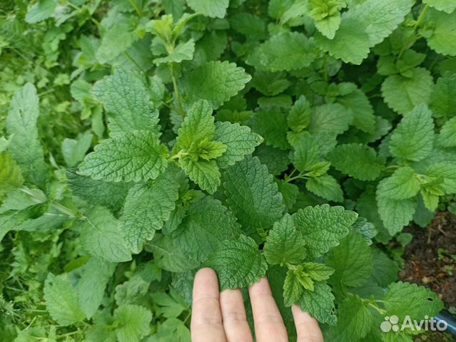 Мелисса, мята, душица, тимьян 2 видов