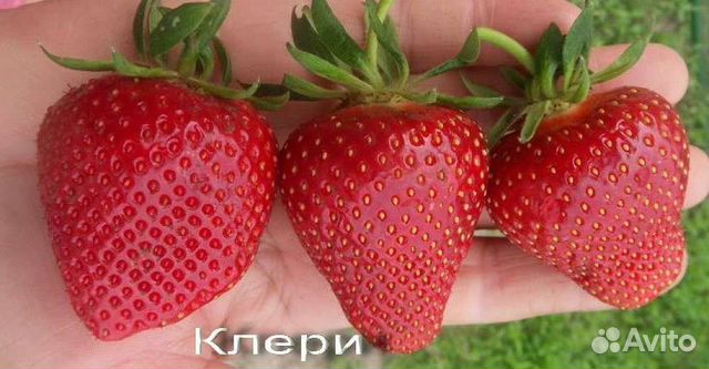Саженцы крупноплодной клубники клери