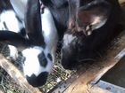 Кролики породы строкач объявление продам