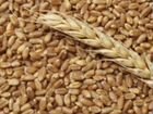 Пшеница кукуруза отруби гранула объявление продам