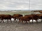 Яловые коровы,60 голов объявление продам