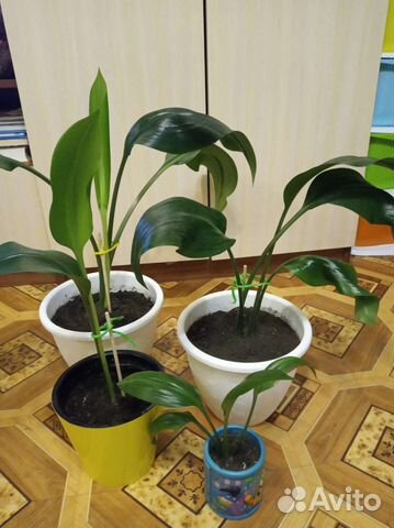 Лилия эухарис