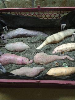 Батат клубни на рассаду