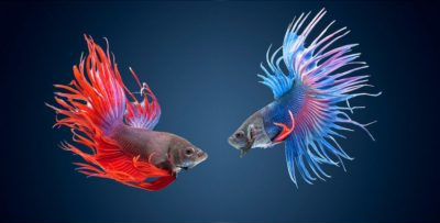 Петушок (Betta splendens)