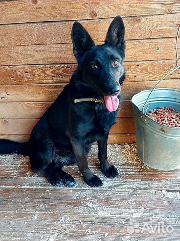 Собака из приюта