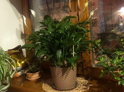 Спатифиллум