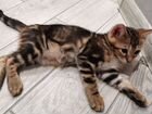 Бенгальский мраморный котенок - котик