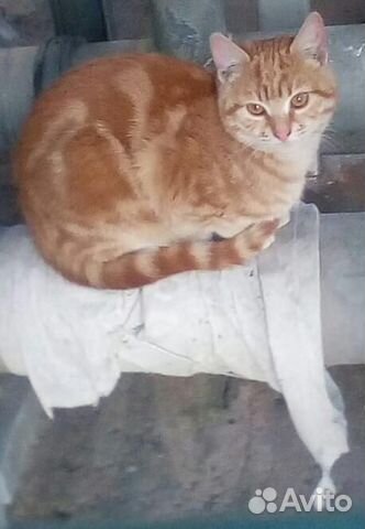 Рыжая кошка брошена на улице