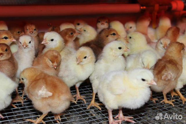 Курочки молодки