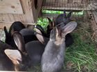 Кролики породы рэкс объявление продам