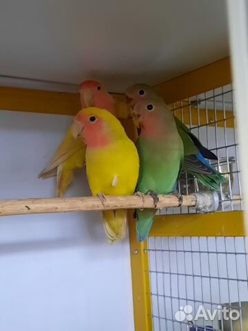 Попугаи неразлучники