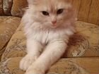 Турецкая кошка объявление продам
