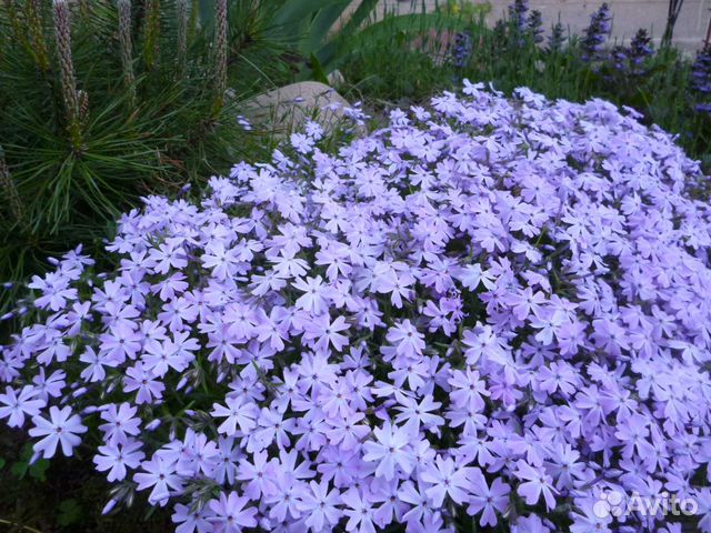 Набор почвопокровных растений