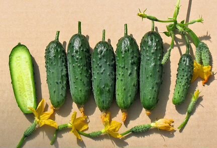 Семена Огурцов.Урожайные Огурцы