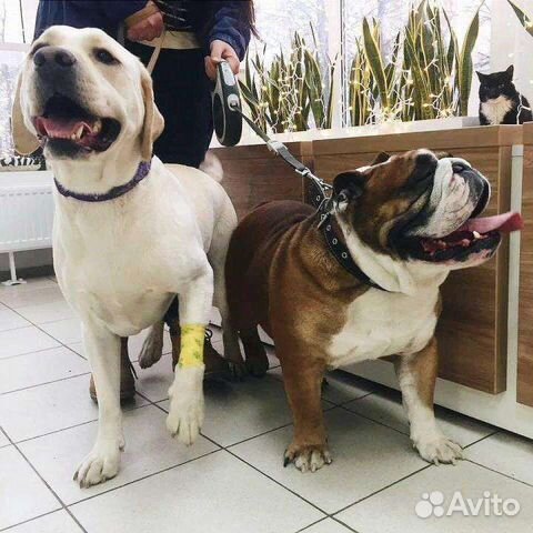 Выгул домашних питомцев