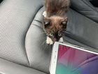 Бездомный котенок ищет себе хозяина в п.Янтарный объявление продам