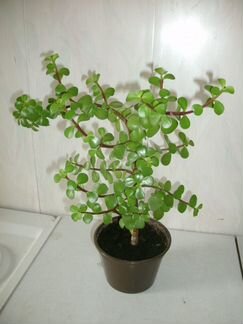 Портулаковая афра (денежное дерево), Кактусы