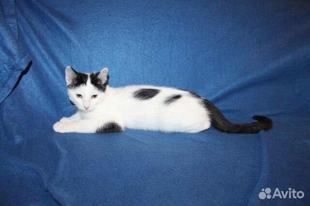 Юный Чук пристраивается в добрые руки