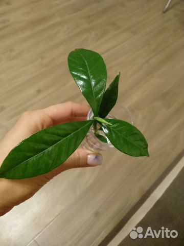 Гардения жасминовидная