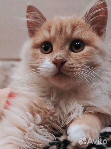 Передержка кошек