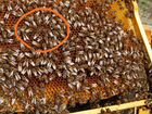 Пчелопакеты карпатской пчелы