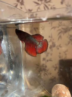 Рыбка петушок