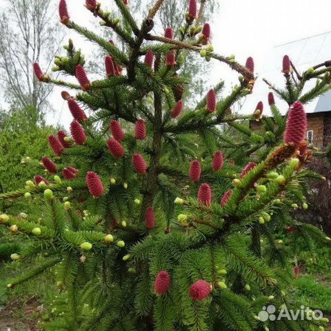 Ель акрокона фото и описание