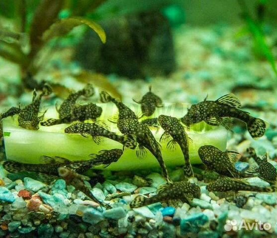 Криптокарина и папоротник