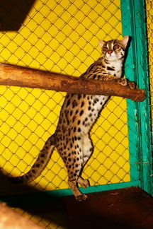 Азиатские леопардовые коты.4 мес-10 мес