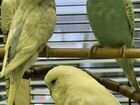 Волнистый попугай объявление продам