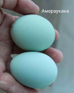 Инкубационное яйцо